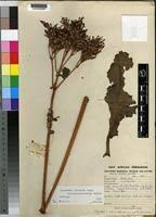 Image result for Kalanchoe lateritia