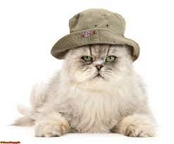Persian Cat Wearing A Bush Hat Cats Hats Male Cat