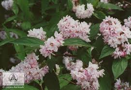 Image result for Deutzia hybrida Pink Pompon