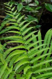 Image result for Amblovenatum