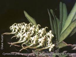 Image result for Cyrtorchis praetermissa