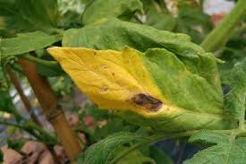 Image result for tomato seedling early blight