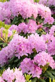 Pink Treasure Rhododendron Monrovia Pink Treasure Rhododendron In 2020 Planting Hydrangeas Rhododendron Monrovia Plants