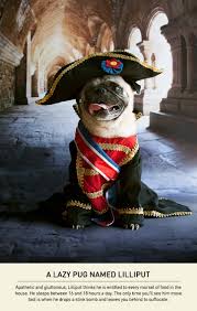 Find and adopt a pet on petfinder today. Hilarious Small Dogs With A Napoleon Complex
