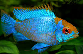 These cichlids are active swimmers and grow only to four inches, making them very suitable for the fish tank. German Goldface Electric Blue Ram Cichlid For Sale At Azgardens Com
