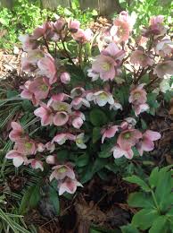 Hellebore In Gladstone Or Flowers Plants Garden