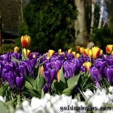 Happyeaster Froheostern Easter Ostern Tulpen Tulpe Tulip Tulips Gaidaphotos Love Cute Photooftheday Beautiful Picofthe Frohe Ostern Ostern Tulpen