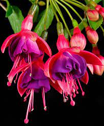 Pin On Blooms And Such