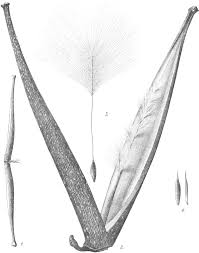 Image result for Strophanthus gardeniiflorus