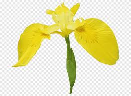 Setidaknya, bunga iris memiliki empat warna, yakni ungu, kuning, putih, dan biru. Bunga Potong Iris Bunga Menanam Batang Bunga Png Pngegg
