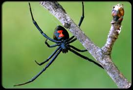 When you're first bitten by a black widow, it may or may not be painful. Black Widow Spider Medicine Bloom Post