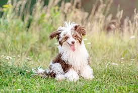 Breeders of merit are denoted by level in ascending order of: Chi Chi A Chihuahua And Chinese Crested Mix