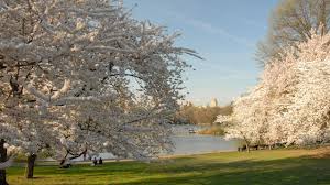 Huntington beach cherry blossom festival features food vendors and musical performances in huntington central park. Cherry Hill Central Park Conservancy