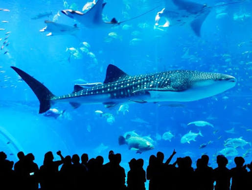 美ら海水族館観光バスツアー 人気のアメリカンビレッジコースとパイナップルパークコースから選べる！人気の観光地を巡る満喫ツアー＜那覇・北谷発／2歳以下無料＞ | 沖縄本島の観光・オプショナルツアー専門 VELTRA(ベルトラ)