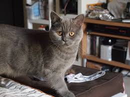 We have all of the information you need to know about british shorthair breeders including website url, contact information, facebook page, memberships to associations, and more. Dubai S British Shorthair Cat Community Home Facebook