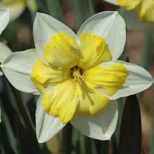 Split Corona Narcissus Bella Estrella Daffodils Narcissus Tulips