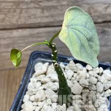 Image result for Adenia stenodactyla