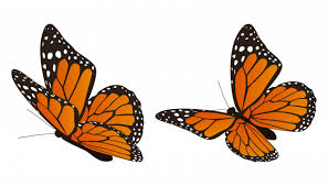 The monarch butterfly biosphere reserve (spanish: Monarch Butterfly Body Parts Learn What They Are