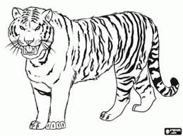 Dibujos De Tigres Para Colorear