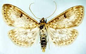 Image result for Anania perlucidalis