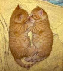 If you are a cat newbie and want to own your first kitten, you are on the right page as we offer a wide variety of baby kittens for sale here. 70 I Love My Orange Tabby Ideas Orange Tabby Crazy Cats Cats