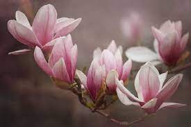Magnolias And Creating Floral Art Flower Aesthetic Magnolia Flower Flower Art