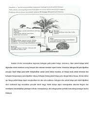 Sesuai persediaan membina karangan jenis autobiografi. Jawapan Kegunaan Pokok Kelapa