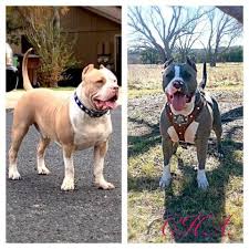 The american bully breed has 4 recognized classes (varieties): Ukc Xxl Bully Puppies For Sale In Austin Texas Classified Americanlisted Com