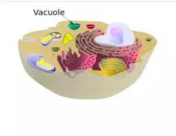 We did not find results for: What Is The Function Of A Vacuole In An Animal Cell Quora