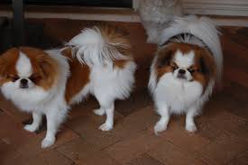 Puppyfinder.com is your source for finding an ideal chihuahua puppy for sale in texas, usa area. Japanese Chin Puppies For Sale In Houston Texas Tx Mcallen Mckinney Mesquite Plano Japanese Chin Puppies Japanese Chin Puppies