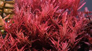 Image result for Rotala fluitans