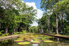 77 proche chaumes/mormant emploi/loisirs : Pamplemousses Garden Mauritius