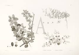 Image result for Balanites aegyptiaca