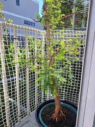 Image result for Craibia zimmermannii