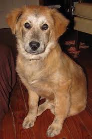 Chow and golden retriever mix. Golden Chow Retriever Dog Breed Information And Pictures Chow Chow Golden Retriever Mix Breed Dogs