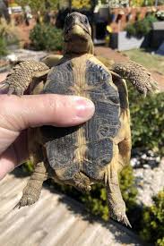 Seule différence avec la position de l'alignement. Comment Reconnaitre Le Sexe D Une Tortue Male Et Femelle Guides Passiontortue Com