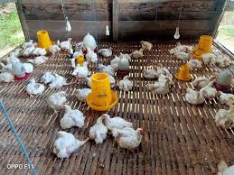 Ayam Organik Sehat Militansi Impianclub Com Di 2020 Ayam Sayuran Kfc
