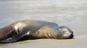 Gratis para usos comerciales ✓ no es necesario reconocimiento ✓. Que Esta Matando A Los Leones Marinos En Las Costas De California Bbc News Mundo