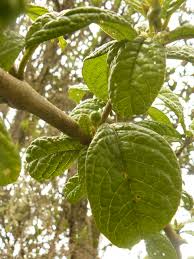 Image result for Discopodium penninervium