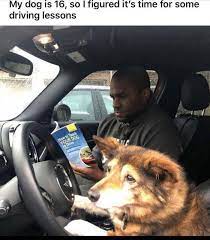 Who Needs Self Driving Cars When You Have Doggo Meme By Shaquille Oatmeal Memedroid