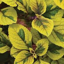 Image result for Coleus thyrsoideus