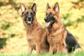 German shepherd puppy rescue ohio. 10 Best German Shepherd Rescues For Adoption 2021 Our Top 10 Picks