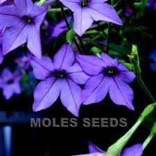 Image result for Nicotiana x sanderae `Perfume`F1