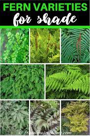 Maybe you would like to learn more about one of these? Hardy Fern Varieties 20 Perennial Ferns That Will Survive The Winter Gardening From House To Home Shade Plants Container Tall Shade Plants Indoor Shade Plants