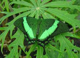 فراشه اللون الاخضر green butterfly green nature butterfly images