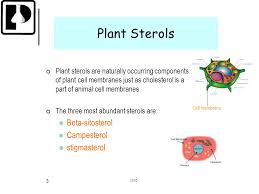 We did not find results for: Plant Sterols Roles In Margarines Pennington Biomedical Research Center Division Of Education Heli J Roy Phd Shanna Lundy Bs Phillip Brantley Phd Director Ppt Download