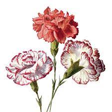 Free Vintage Carnation Flowers Clip Art Carnation Drawing Carnation Flower Flower Painting