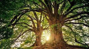 Find & download free graphic resources for tree. Analyzing Patterns Generated By Phylogenetic Trees Technology Networks
