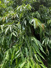 Image result for Monoon longifolium