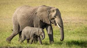 Lizbeth rodríguez videos intimos